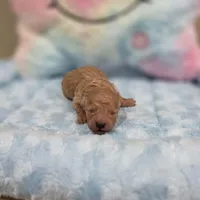 Xavier (AKC), a male Poodle - Toy  for sale in Rainbow City, AL – Photo 8 of 10