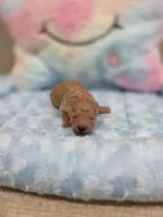 Xavier (AKC), a male Poodle - Toy  for sale in Rainbow City, AL – Photo 8 of 10