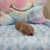 Xavier (AKC), a male Poodle - Toy  for sale in Rainbow City, AL – Photo 9 of 10