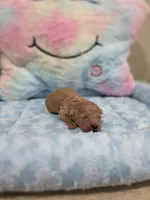 Xavier (AKC), a male Poodle - Toy  for sale in Rainbow City, AL – Photo 9 of 10