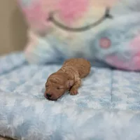 Xavier (AKC), a male Poodle - Toy  for sale in Rainbow City, AL – Photo 6 of 10