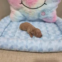 Xavier (AKC), a male Poodle - Toy  for sale in Rainbow City, AL – Photo 2 of 10