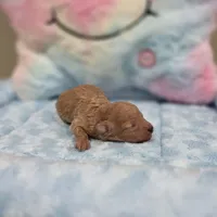 Xavier (AKC), a male Poodle - Toy  for sale in Rainbow City, AL – Photo 10 of 10