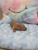 Xavier (AKC), a male Poodle - Toy  for sale in Rainbow City, AL – Photo 10 of 10