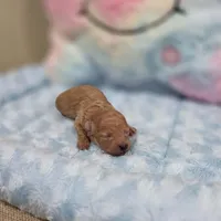 Xavier (AKC), a male Poodle - Toy  for sale in Rainbow City, AL – Photo 4 of 10