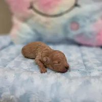 Xavier (AKC), a male Poodle - Toy  for sale in Rainbow City, AL – Photo 5 of 10