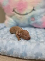 Xavier (AKC), a male Poodle - Toy  for sale in Rainbow City, AL – Photo 5 of 10