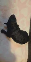Chyna (AKC), a female Poodle - Toy  for sale in Rainbow City, AL – 5 of 10