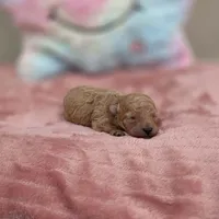 Xara (AKC), a female Poodle - Toy  for sale in Rainbow City, AL – Photo 9 of 10