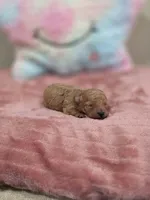 Xara (AKC), a female Poodle - Toy  for sale in Rainbow City, AL – Photo 9 of 10