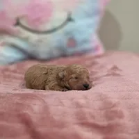 Xara (AKC), a female Poodle - Toy  for sale in Rainbow City, AL – Photo 3 of 10