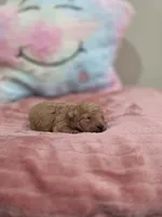 Xara (AKC), a female Poodle - Toy  for sale in Rainbow City, AL – Photo 3 of 10