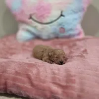 Xara (AKC), a female Poodle - Toy  for sale in Rainbow City, AL – Photo 7 of 10