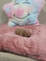 Xara (AKC), a female Poodle - Toy  for sale in Rainbow City, AL – Photo 7 of 10