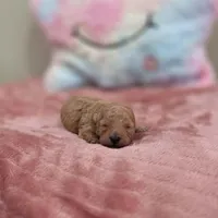 Xara (AKC), a female Poodle - Toy  for sale in Rainbow City, AL – Photo 6 of 10