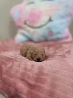 Xara (AKC), a female Poodle - Toy  for sale in Rainbow City, AL – Photo 6 of 10