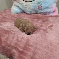 Xara (AKC), a female Poodle - Toy  for sale in Rainbow City, AL – Photo 2 of 10