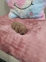 Xara (AKC), a female Poodle - Toy  for sale in Rainbow City, AL – Photo 2 of 10