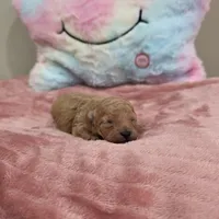 Xara (AKC), a female Poodle - Toy  for sale in Rainbow City, AL – Photo 1 of 10