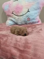 Xara (AKC), a female Poodle - Toy  for sale in Rainbow City, AL – Photo 1 of 10