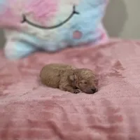 Xara (AKC), a female Poodle - Toy  for sale in Rainbow City, AL – Photo 5 of 10