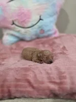 Xara (AKC), a female Poodle - Toy  for sale in Rainbow City, AL – Photo 5 of 10