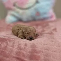 Xara (AKC), a female Poodle - Toy  for sale in Rainbow City, AL – Photo 4 of 10