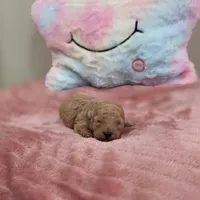 Xara (AKC), a female Poodle - Toy  for sale in Rainbow City, AL – Photo 8 of 10