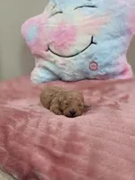 Xara (AKC), a female Poodle - Toy  for sale in Rainbow City, AL – Photo 8 of 10