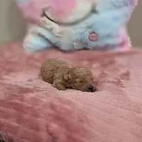 Xara (AKC), a female Poodle - Toy  for sale in Rainbow City, AL – Photo 10 of 10