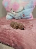 Xara (AKC), a female Poodle - Toy  for sale in Rainbow City, AL – Photo 10 of 10