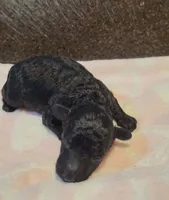 Chyna (AKC), a female Poodle - Toy  for sale in Rainbow City, AL – 6 of 10