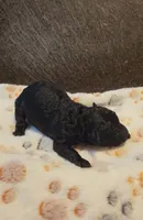 Coop (AKC), a male Poodle - Toy  for sale in Rainbow City, AL – 4 of 10