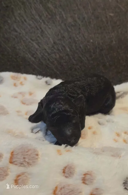 Coop (AKC) – Poodle - Toy  puppy for sale in Rainbow City, AL