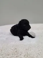Coop (AKC), a male Poodle - Toy  for sale in Rainbow City, AL – 3 of 10