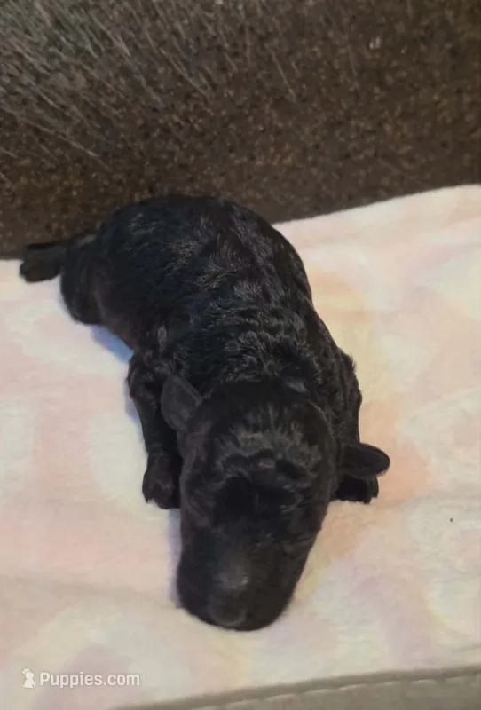 Chyna (AKC) – Poodle - Toy  puppy for sale in Rainbow City, AL