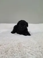 Coop (AKC), a male Poodle - Toy  for sale in Rainbow City, AL – 10 of 10