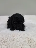 Chyna (AKC), a female Poodle - Toy  for sale in Rainbow City, AL – 4 of 9