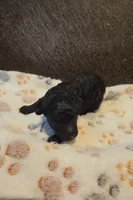 Coop (AKC), a male Poodle - Toy  for sale in Rainbow City, AL – 3 of 10