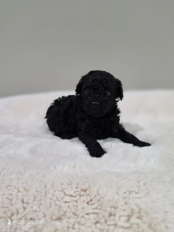 Coop (AKC) – Poodle - Toy  puppy for sale in Rainbow City, AL