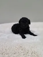 Coop (AKC), a male Poodle - Toy  for sale in Rainbow City, AL – 1 of 10