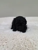Chyna (AKC), a female Poodle - Toy  for sale in Rainbow City, AL – 2 of 9