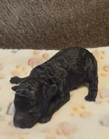 Coop (AKC), a male Poodle - Toy  for sale in Rainbow City, AL – 9 of 10