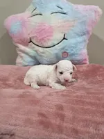 Whisper, a female Poodle - Toy  for sale in Rainbow City, AL – Photo 10 of 10