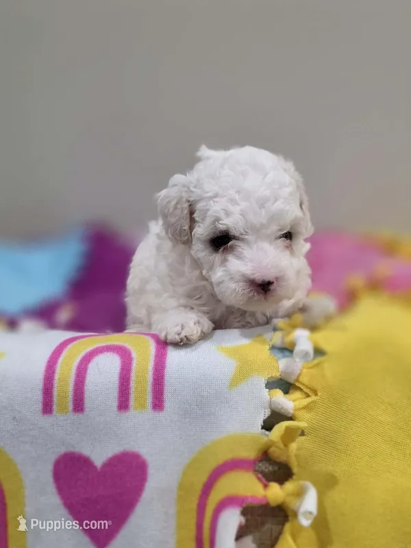 Whisper – Poodle - Toy  puppy for sale in Rainbow City, AL