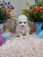 Whisper, a female Poodle - Toy  for sale in Rainbow City, AL – Photo 2 of 10