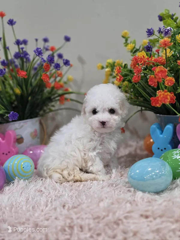 Whisper – Poodle - Toy  puppy for sale in Rainbow City, AL