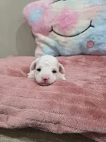 Whisper, a female Poodle - Toy  for sale in Rainbow City, AL – Photo 9 of 10