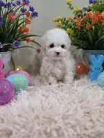 Whisper, a female Poodle - Toy  for sale in Rainbow City, AL – Photo 6 of 10