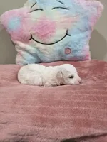 Whisper, a female Poodle - Toy  for sale in Rainbow City, AL – Photo 2 of 10